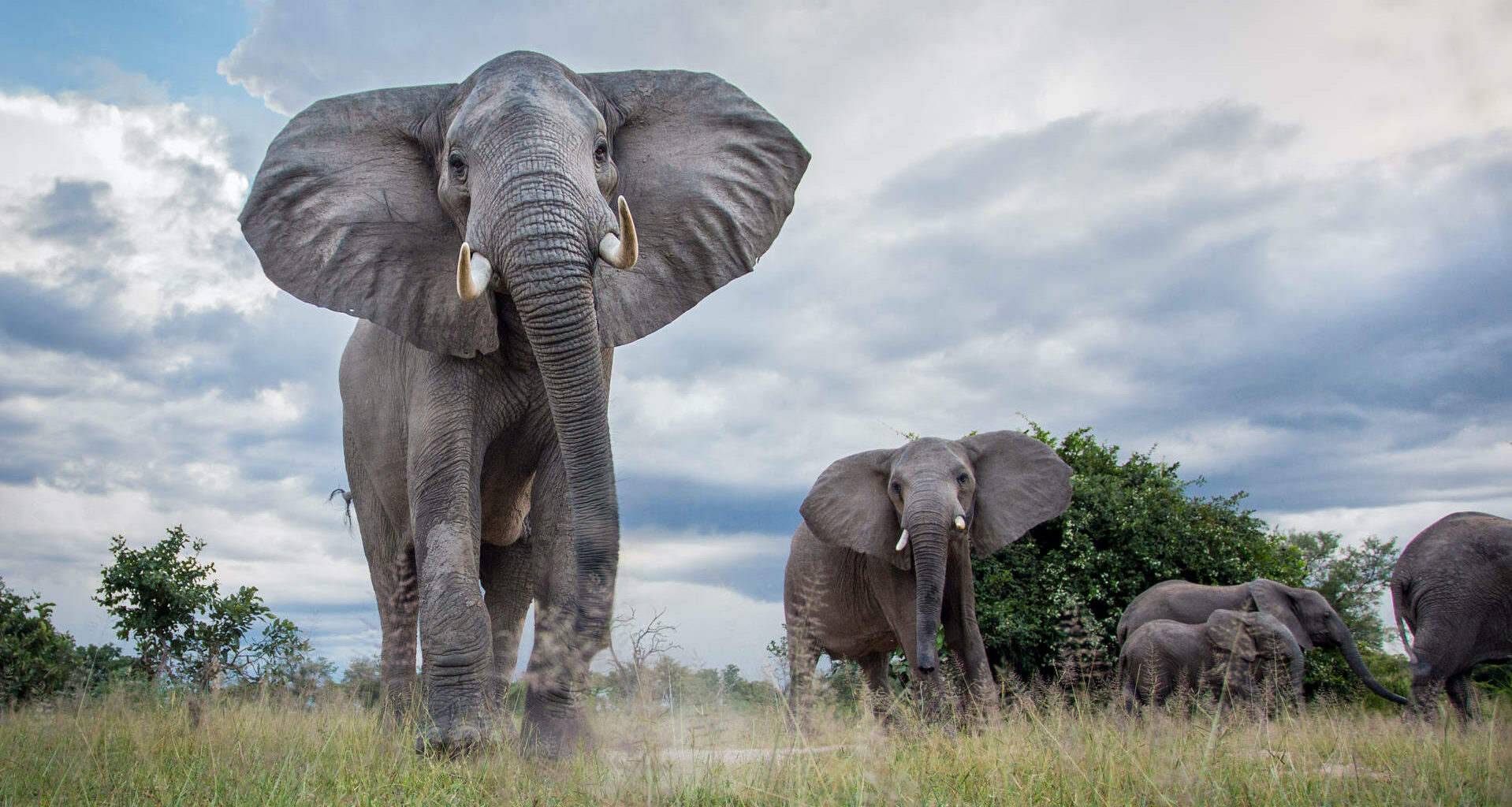 Namibia Venderá 170 Elefantes Vivos Por La Escasez De Agua (urge Reconectar Con La Naturaleza)