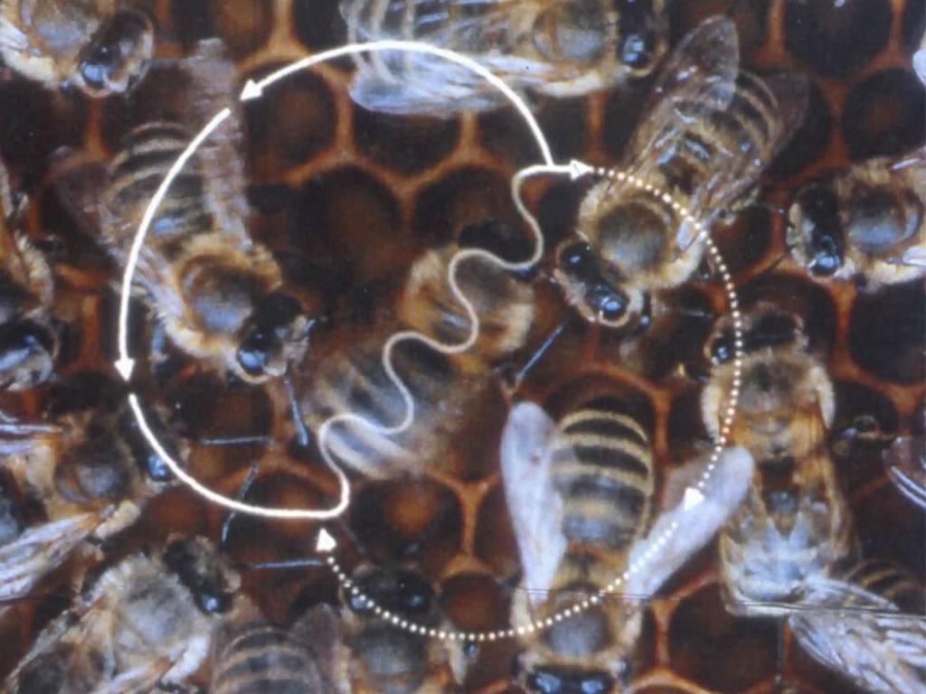 La danza de las abejas: cálculos matemáticos y un lenguaje encriptado