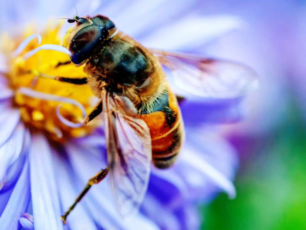 Las abejas disfrutan el aroma de café tanto como los humanos (o incluso más)