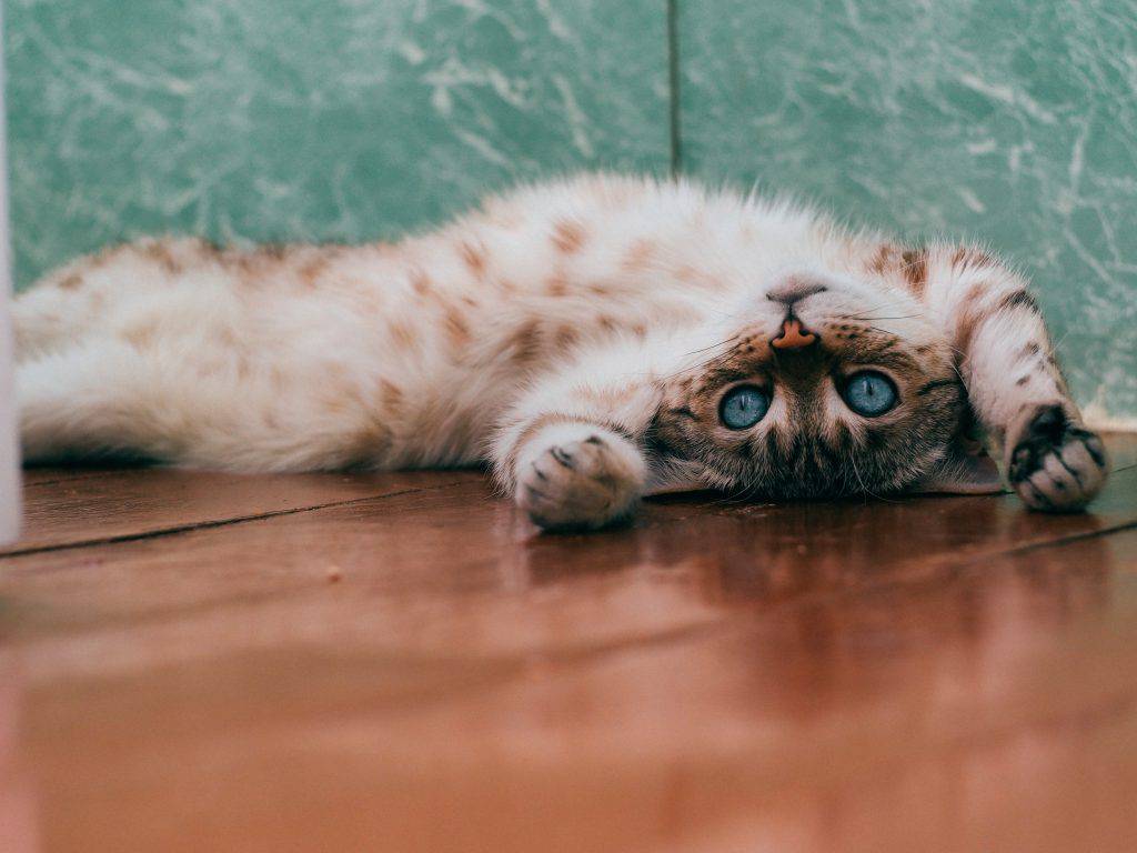 Petcionario: ¿Por qué los gatos ronronean?