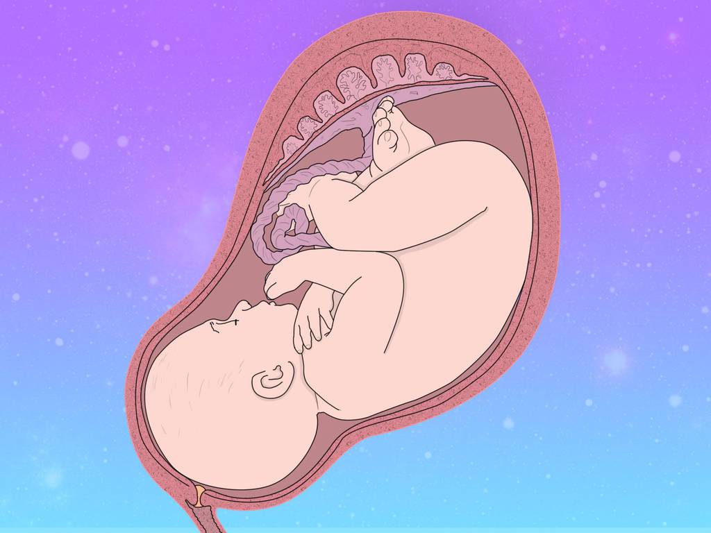 ¿El útero artificial es una alternativa para un embarazo seguro y equitativo?