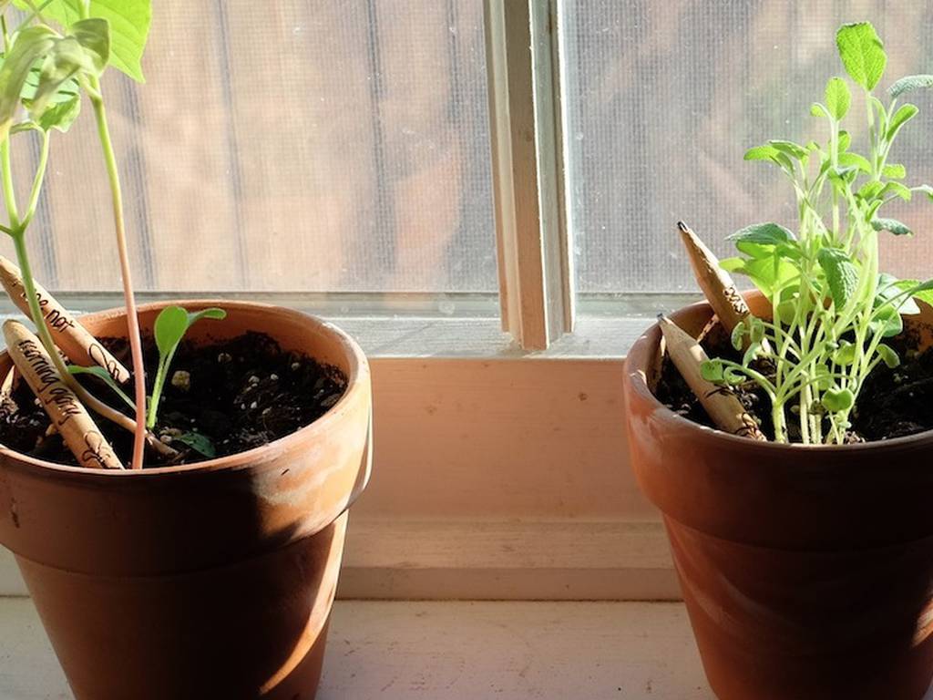 Sprout: el lápiz con semillas que puedes plantar