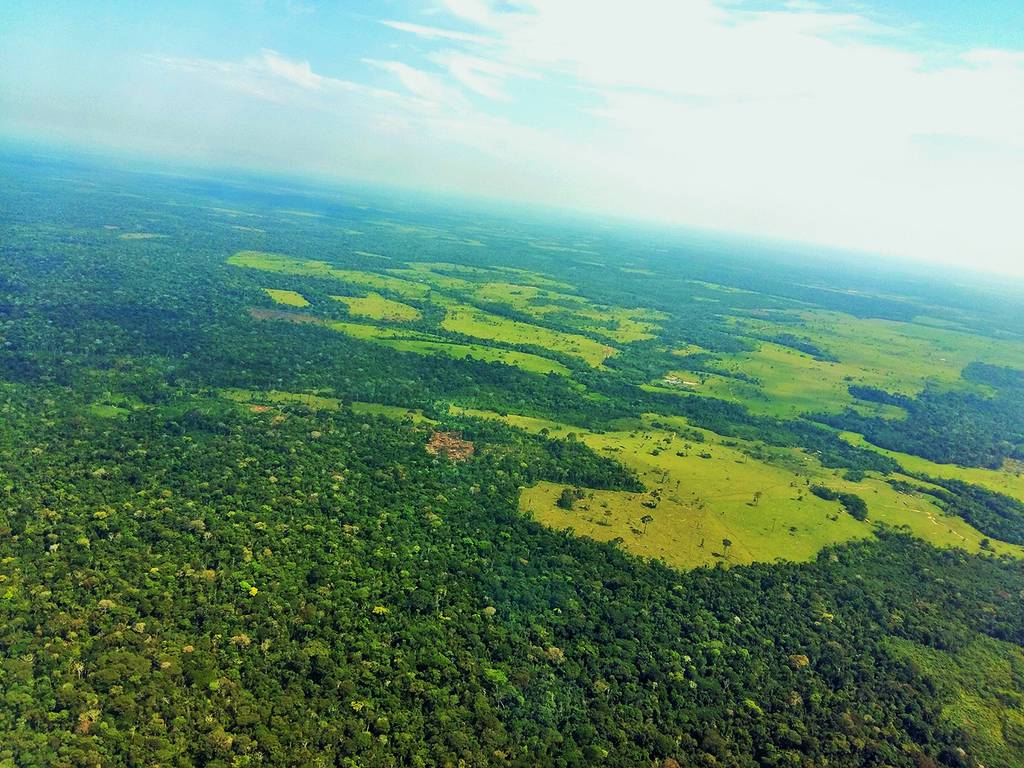 Paraguay siembra 200 mil nuevos árboles para impulsar sus bosques
