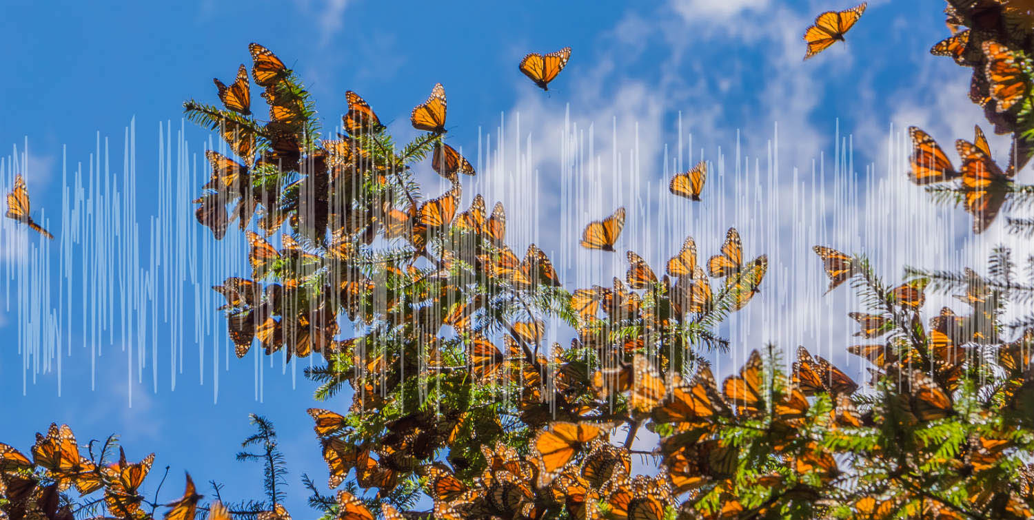 Sinfonías naturales: así suenan millones de mariposas monarca en un bosque en México