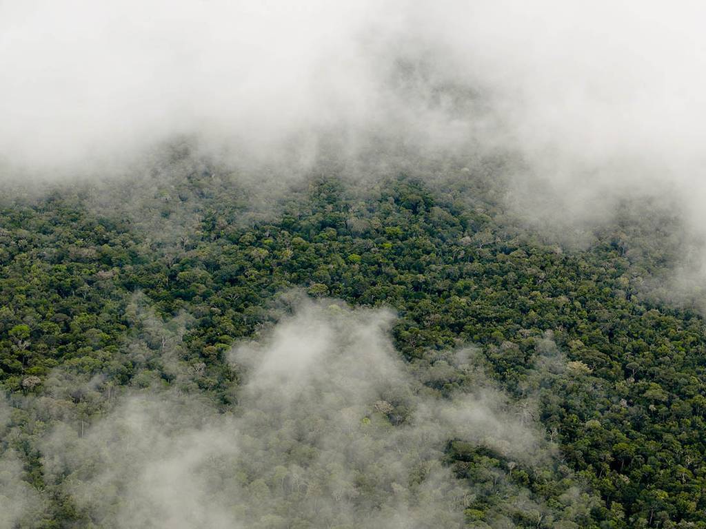 Sobre la Narcodeforestación (o cómo la cocaína está acabando con la biodiversidad)
