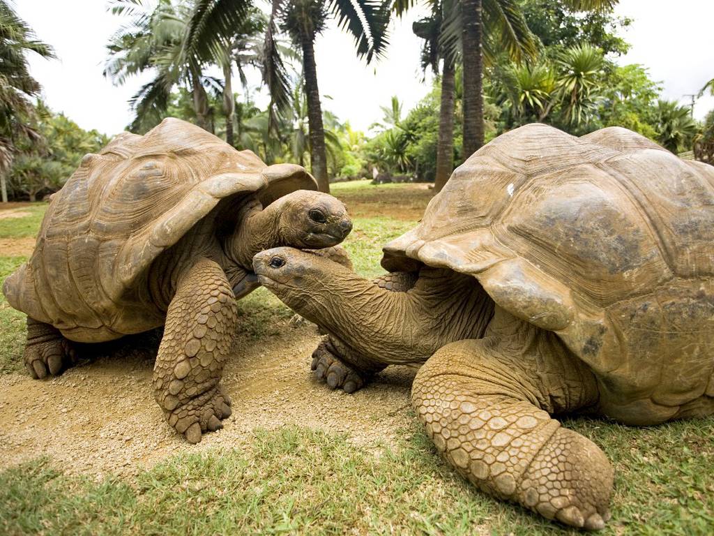 Oficial, las tortugas son el ser más longevo de la Tierra (por una característica muy especial)