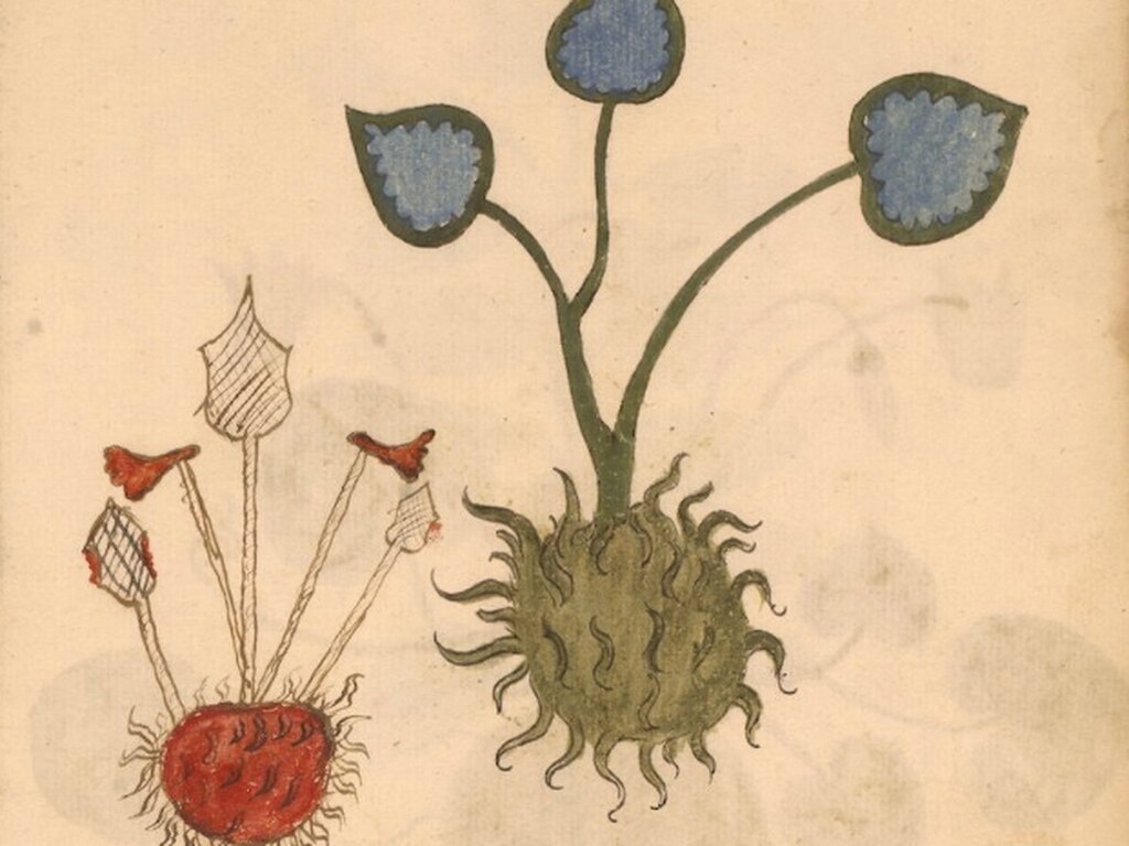 Erbario: místicas ilustraciones italianas del siglo XV