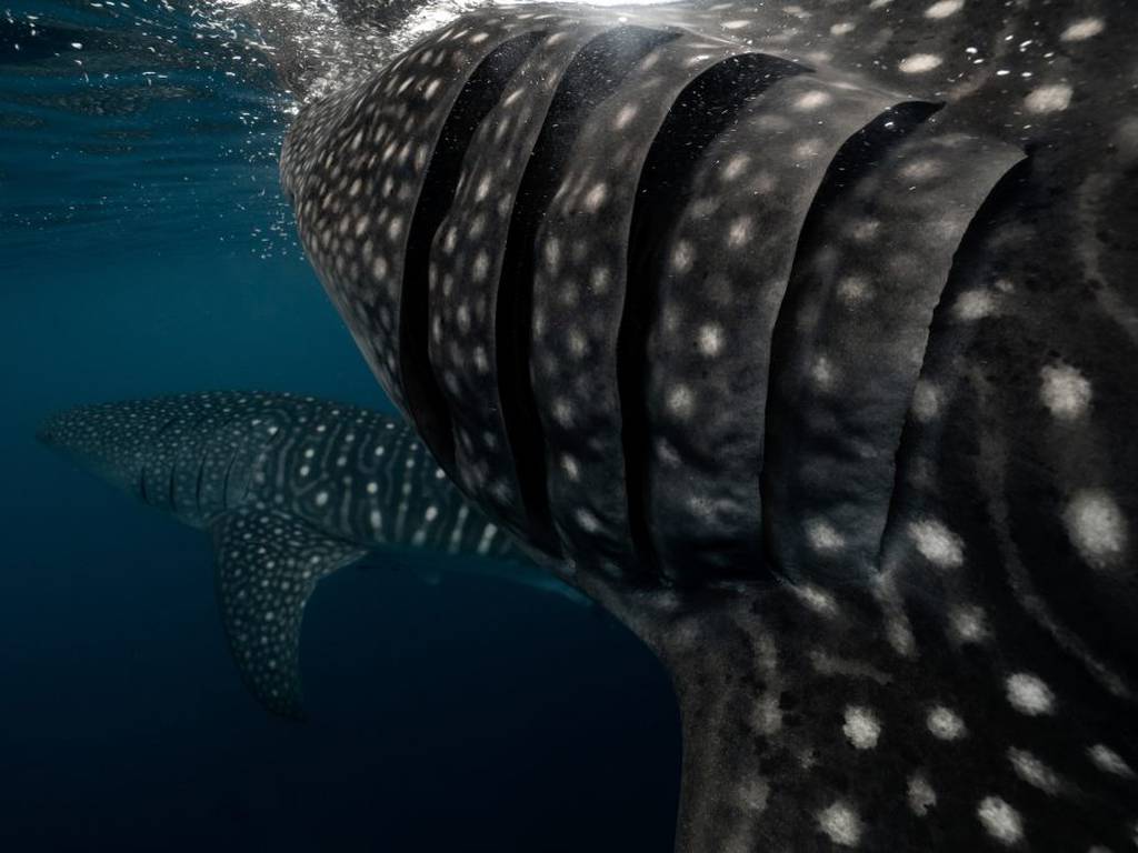 Fotografía muestra la fantástica anatomía de un tiburón ballena