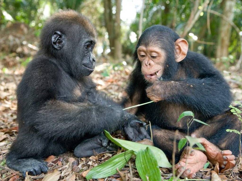 Una gentil amistad creció entre un bebé chimpancé y un pequeño gorila
