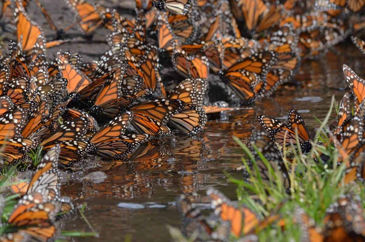 ¿qué Sucede Con Las Mariposas Monarca En México?