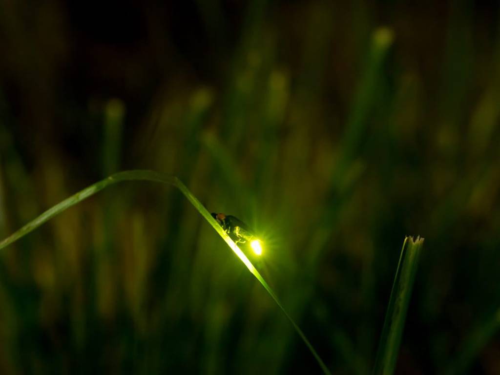 Las luciérnagas se aproximan a la extinción a causa de pesticidas y más