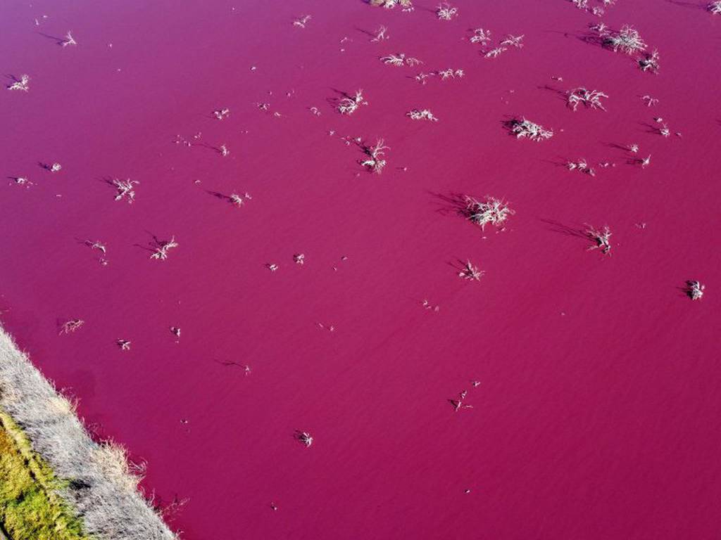Laguna en Argentina se vuelve rosa por químicos contaminantes