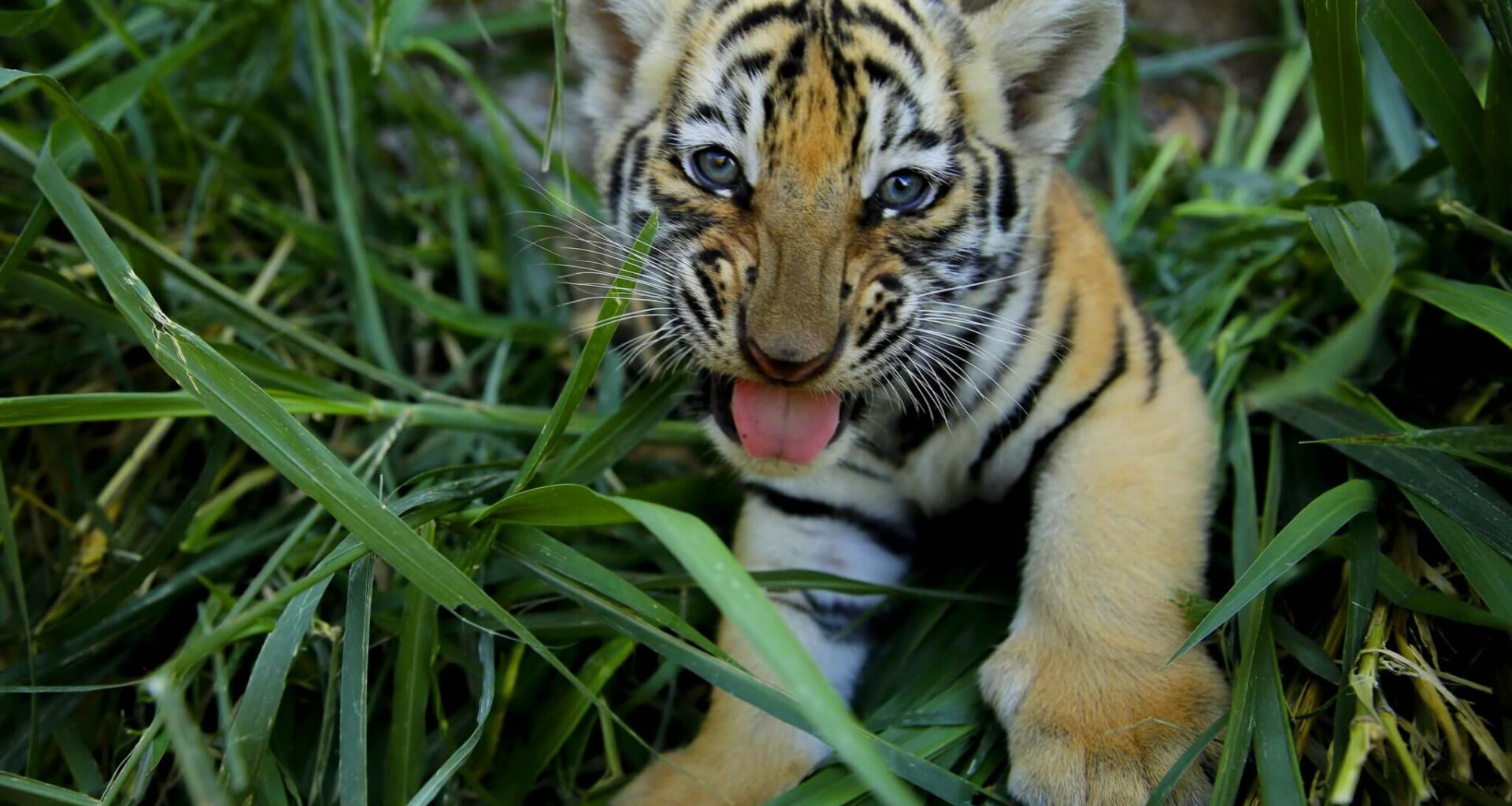 Después De 20 Años Capturan Al Cazador De Tigres “tiger Habib” En Bangladesh