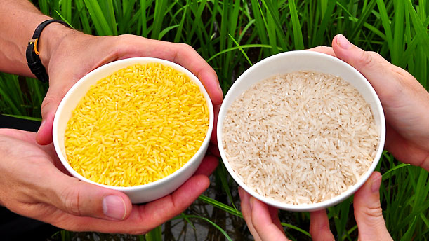 ¿Qué es el arroz dorado y cuáles son las polémicas sobre su consumo?