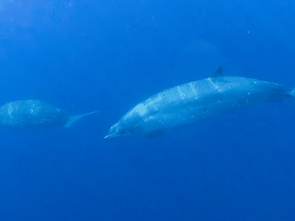 Descubren posible nueva especie de ballena en costas de México 🎥