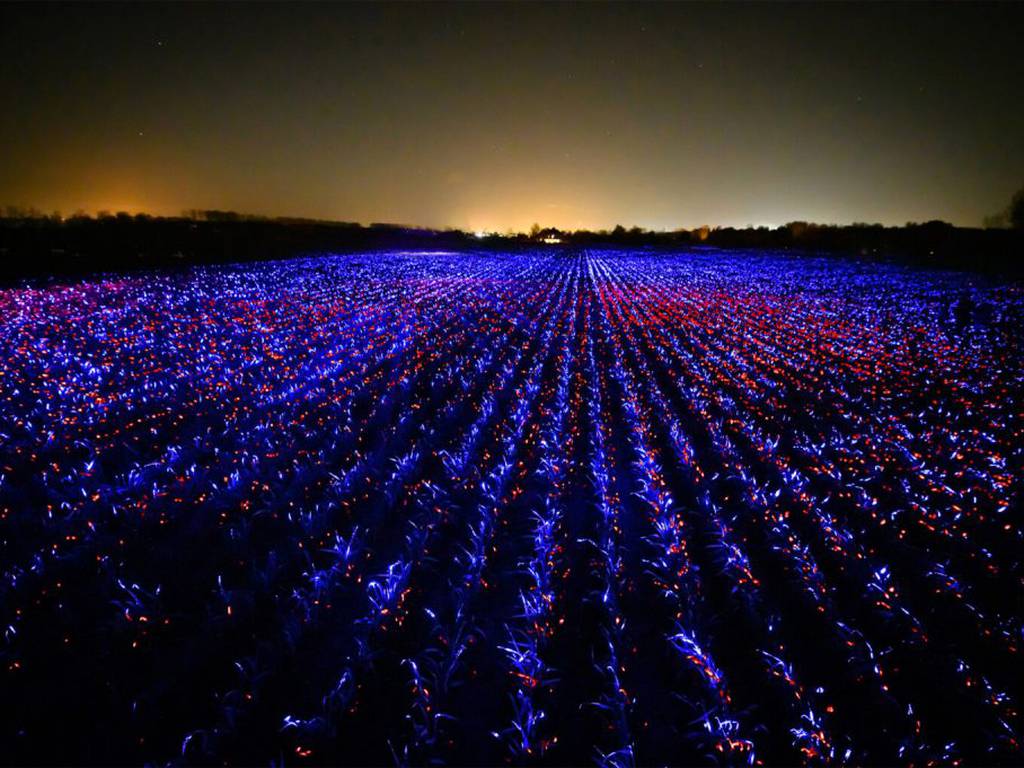 Los oníricos y luminiscentes campos de cultivo (donde el alimento y la luz se mimetizan)🎥