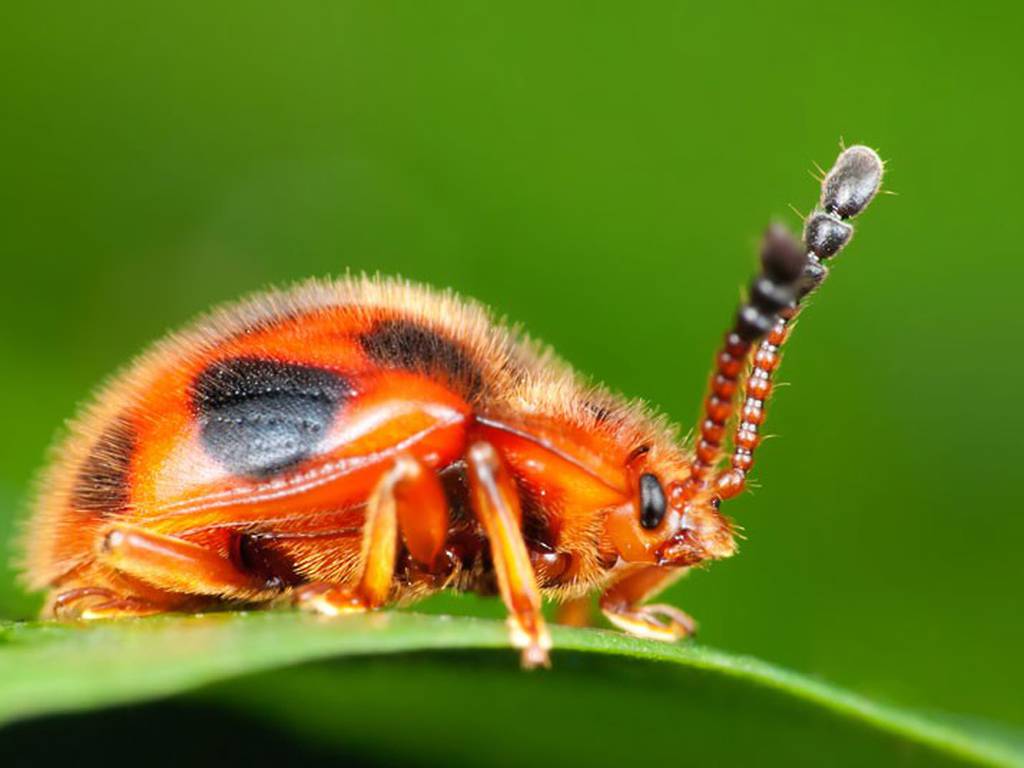 La ciencia de pasar desapercibido: la mímesis en insectos y arácnidos (FOTOS)