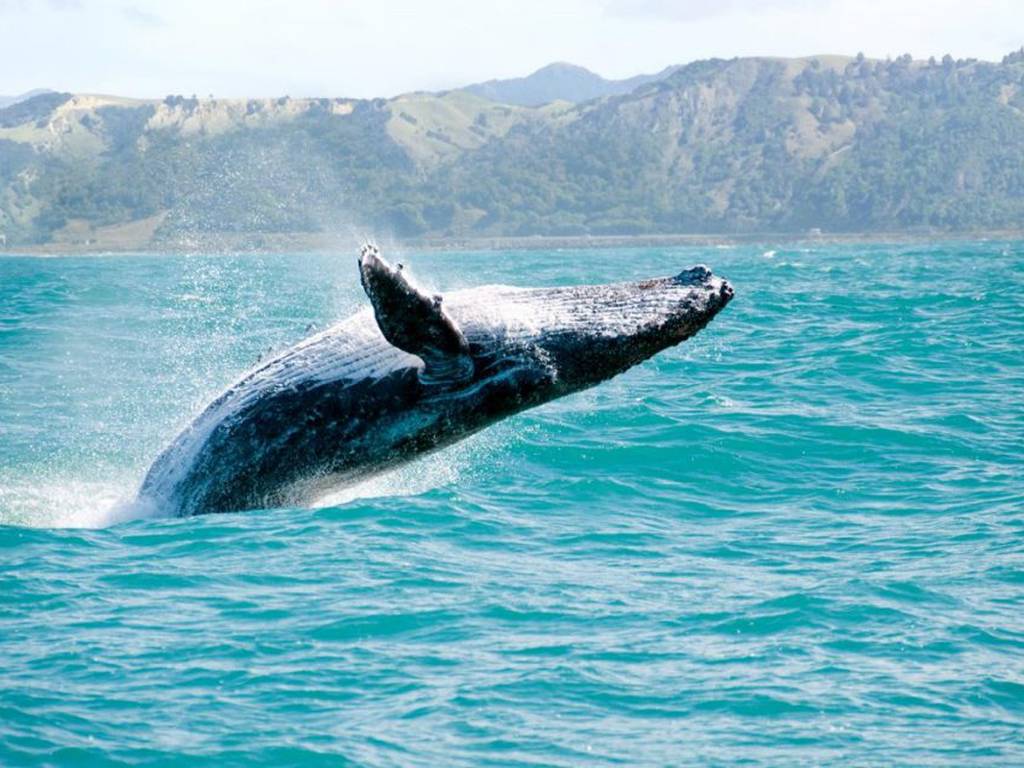 Baja California alerta la muerte de ballenas grises de forma misteriosa
