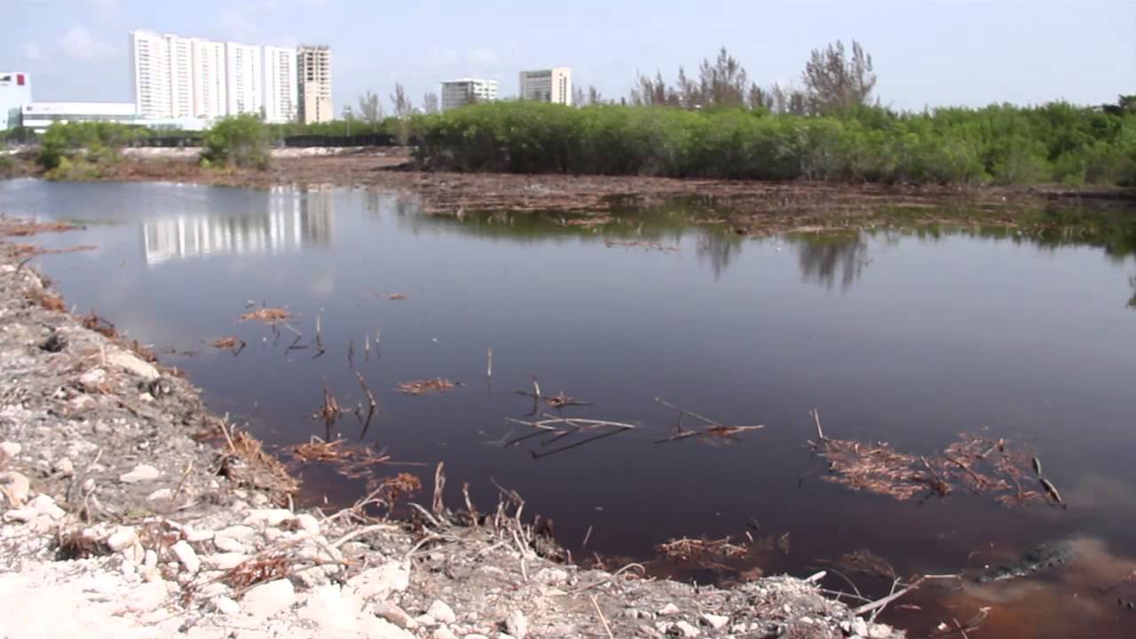 Ecocidio: Policía Reanuda La Devastación Del Manglar Tajamar En Cancún