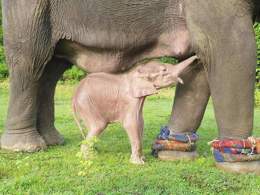 Birmania dio la bienvenida a un peculiar elefante blanco