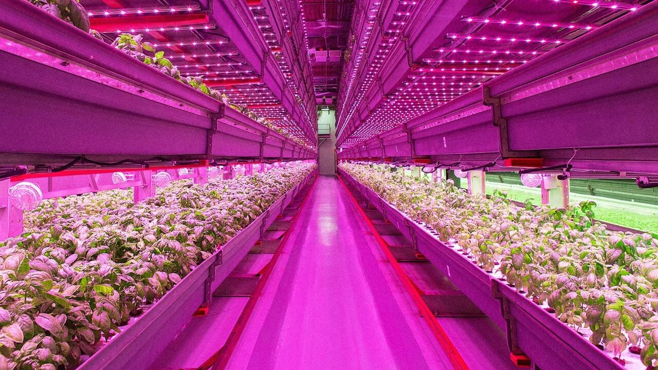 Las granjas verticales de LED podrían terminar con el hambre (¿y dejar a millones sin empleo?)