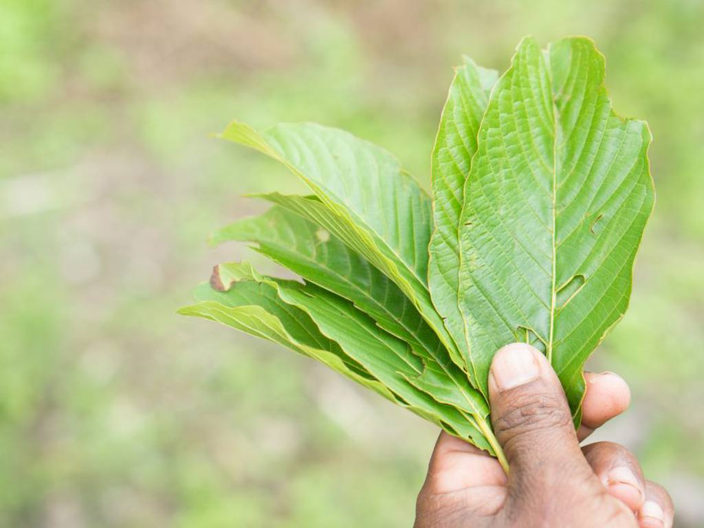 ¿Qué es el kratom, cuáles son sus efectos y por qué se considera una planta peligrosa?