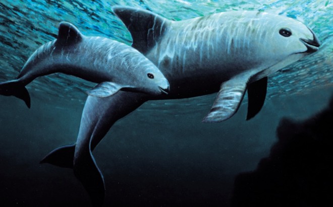 Organizaciones advierten que la vaquita marina mexicana podría desaparecer en los próximos 4 años