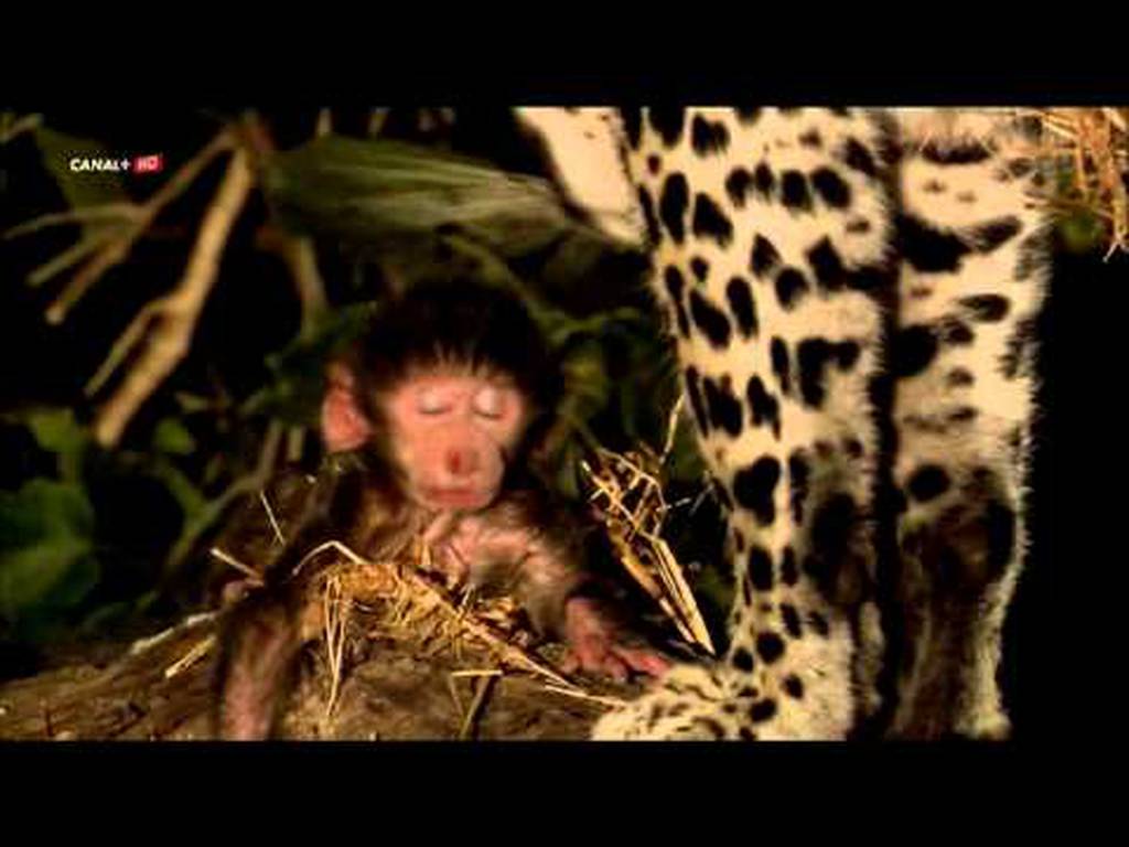 Milagro natural: leopardo se transforma de depredador a protector (VIDEO)