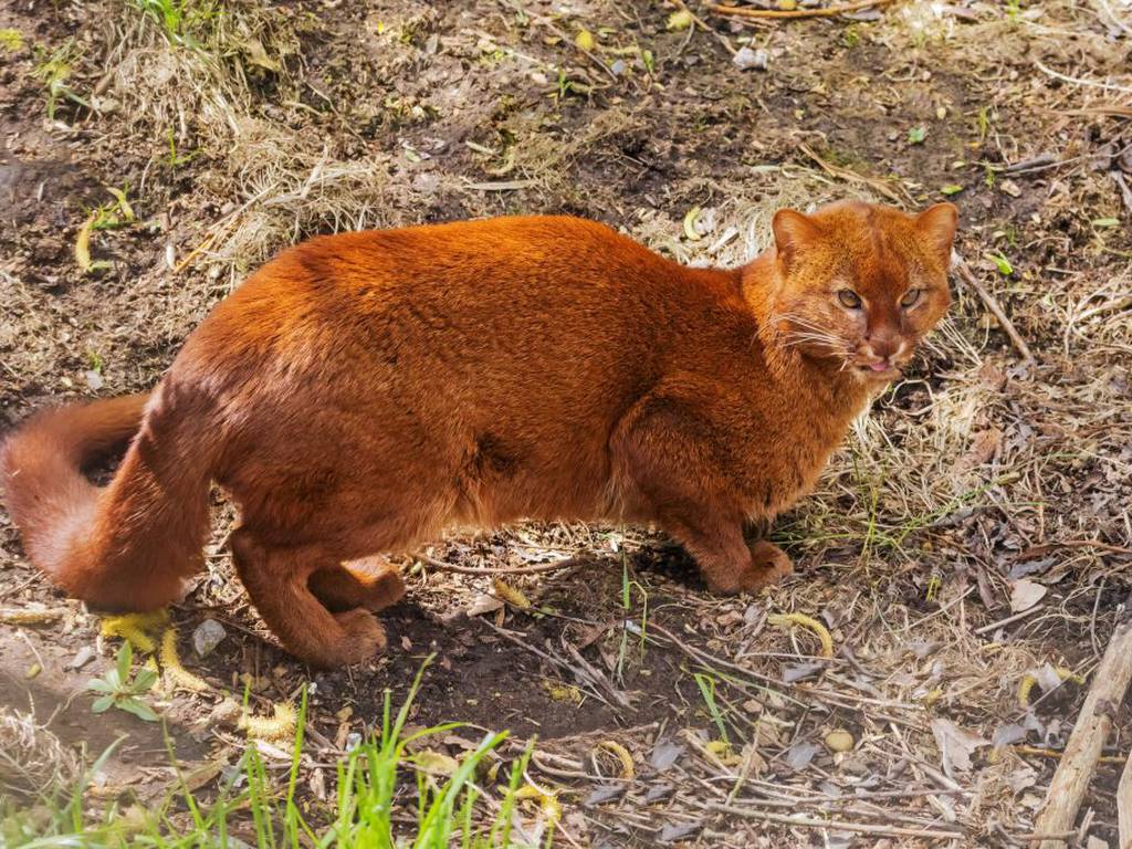 Jaguarundi: el misterioso felino poco estudiado que corre peligro
