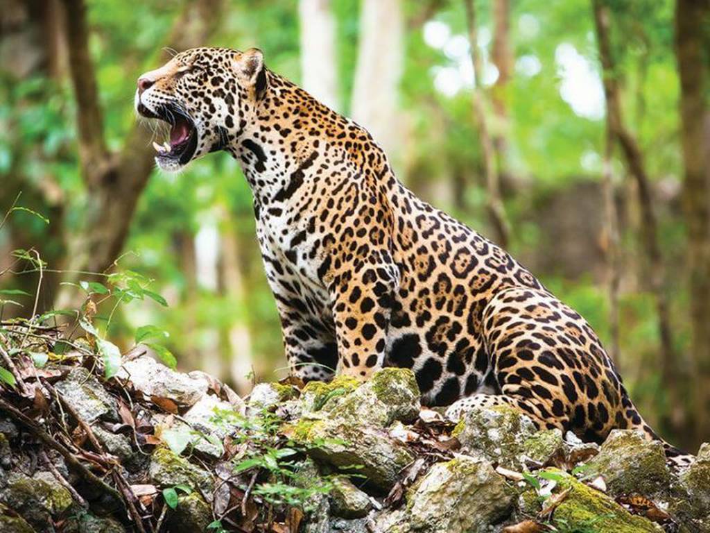 El jaguar se debate entre la vida y el mercado negro en México