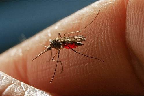Remedios naturales para aliviar la irritación de las picaduras de mosquito