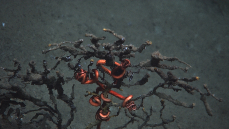 El derrame de petróleo seguirá afectando al fondo del mar por décadas
