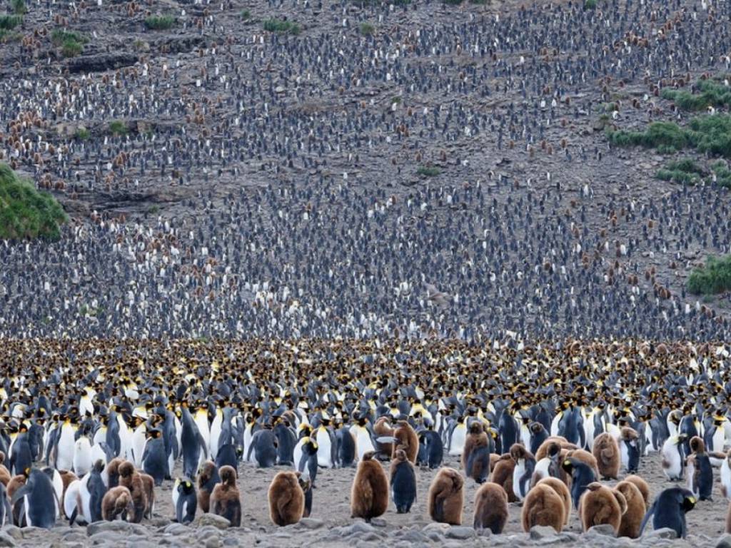 Captan a un majestuoso pingüino amarillo en medio de 120 mil pingüinos rey