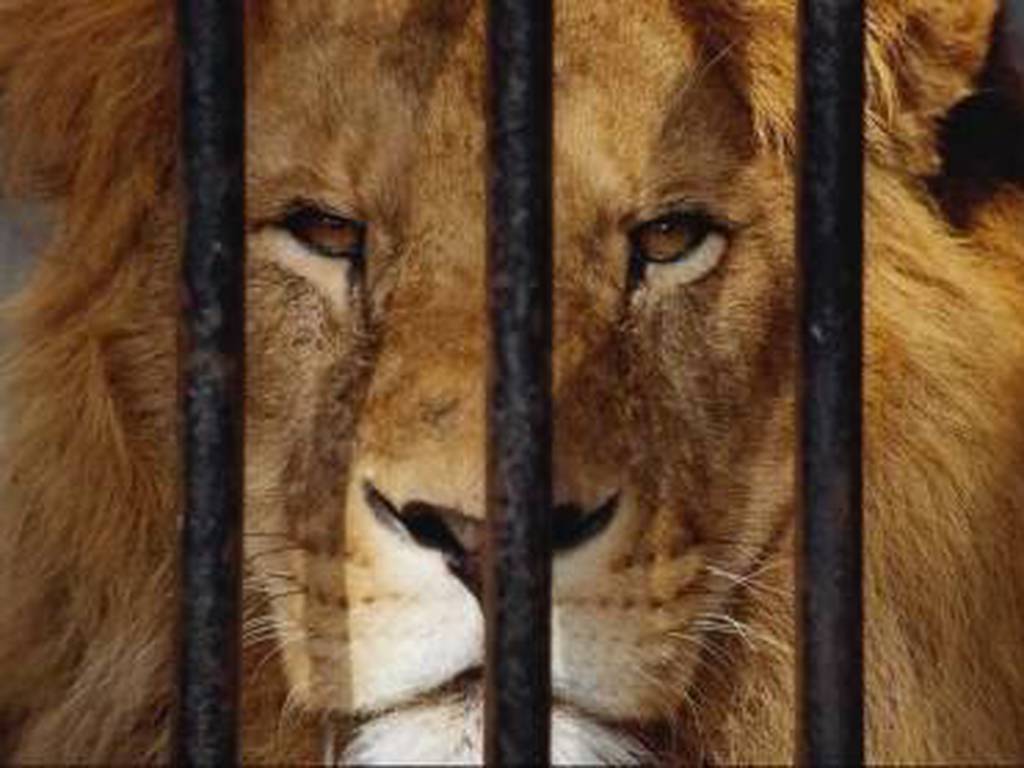 El circo y los zoológicos: el otro lado del ecocidio