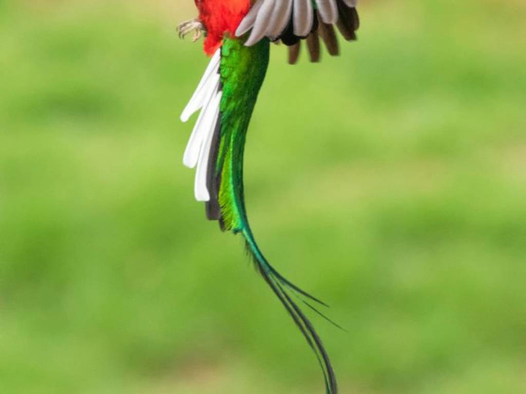 La historia del quetzal, el ave de Centroamérica