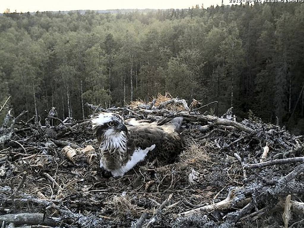 Webcam en vivo y en tiempo real de águilas pescadoras empollando en Estonia