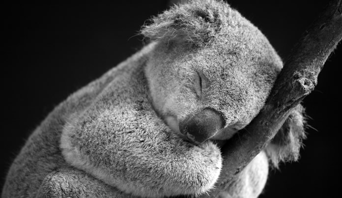 TOP: diez cosas que seguramente no sabías sobre los koalas
