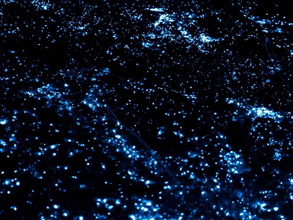 Playas bioluminiscentes de México: un espectáculo para sumergirte en el brillo del agua