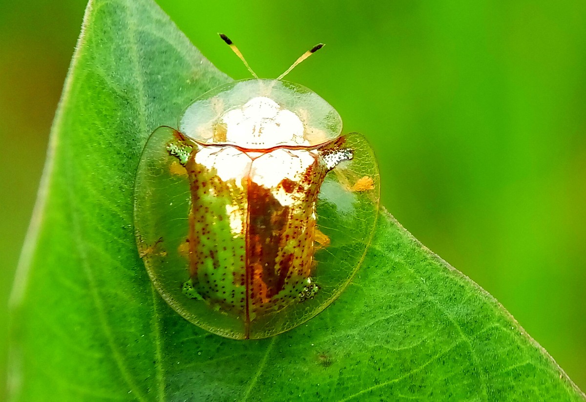 Escarabajo Tortuga De Oro, Una Verdadera Joya De La Naturaleza