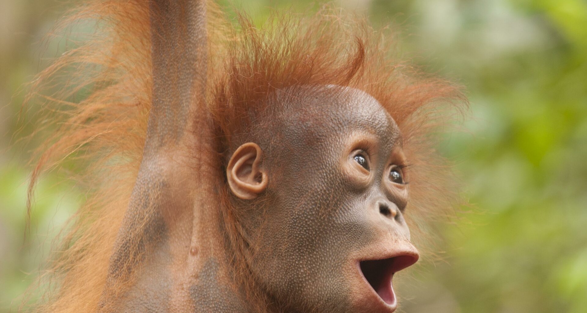 Orangutanes Traumatizados También Van A La Escuela…
