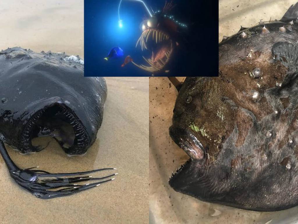 Pez balón, habitante de las profundidades, fue encontrado en una playa
