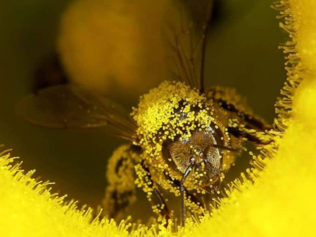 El secreto de la larga vida de las abejas reina