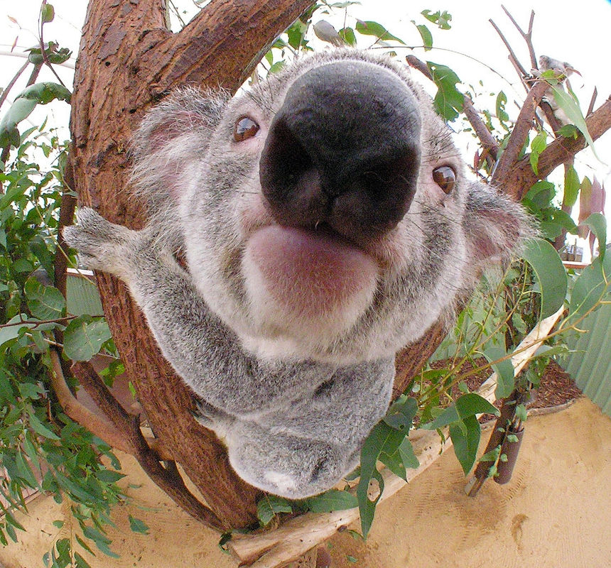 ¿Por qué los koalas se mantienen abrazados a los árboles?