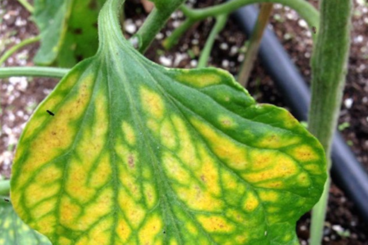 ¿Qué significa que tus plantas se tornen amarillas y cómo solucionarlo?