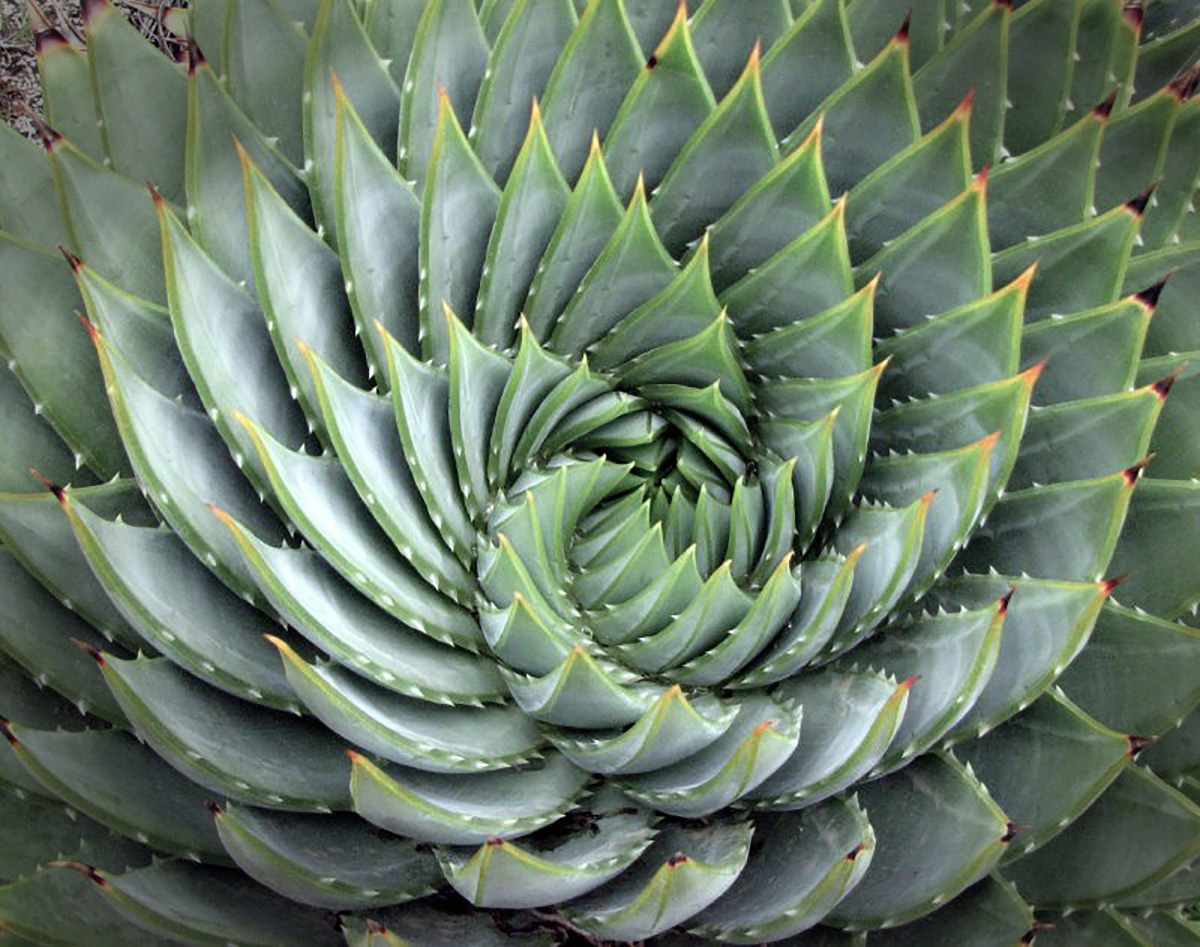 8 Originales Formas De Usar El Aloe Vera