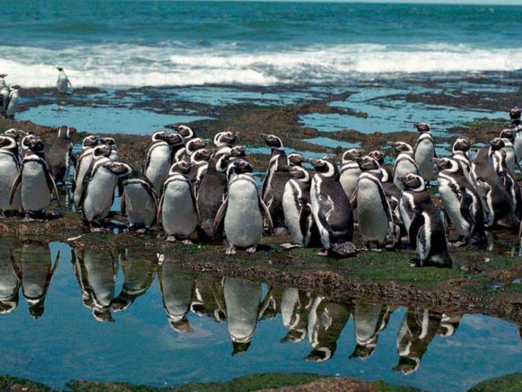 Sorprende la aparición de un pingüino blanco en las islas Galápagos