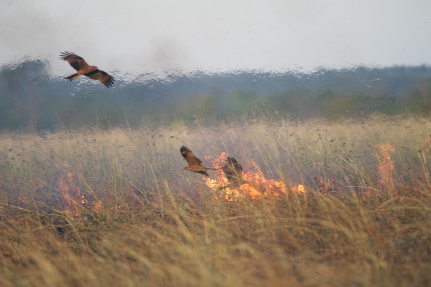 Las aves rapaces de Australia que están aprendiendo a controlar el fuego