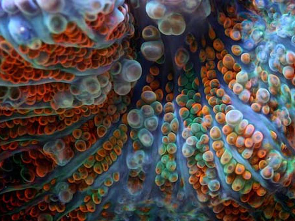 Corales: caleidoscopios naturales (FOTOS)