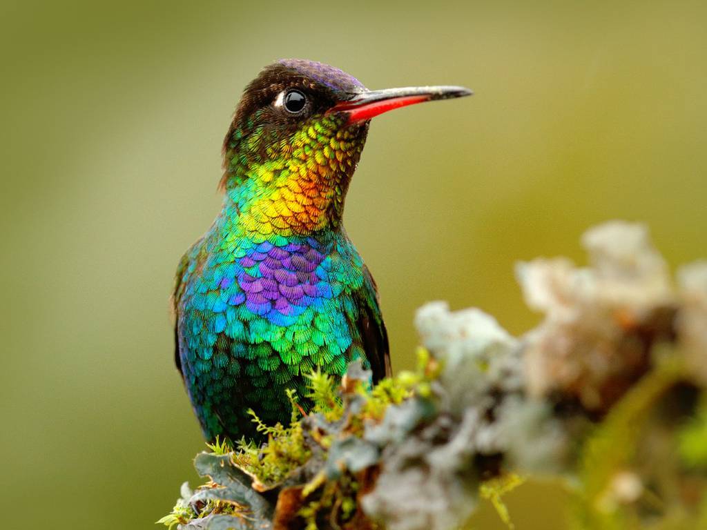 La conmovedora leyenda maya del colibrí