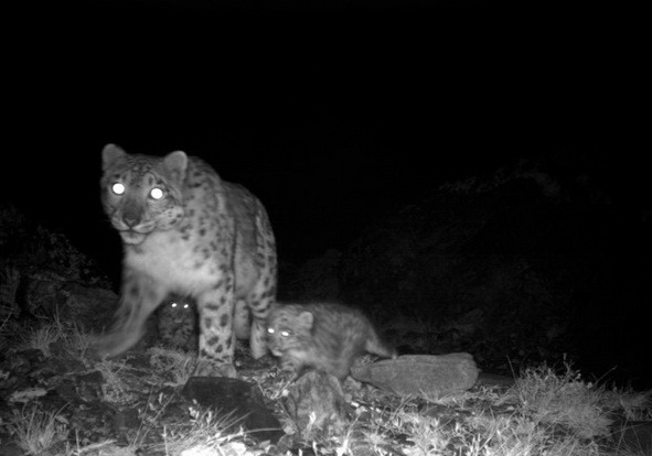 Hallan Crías De Leopardo De Las Nieves En Su Hábitat Natural (video)